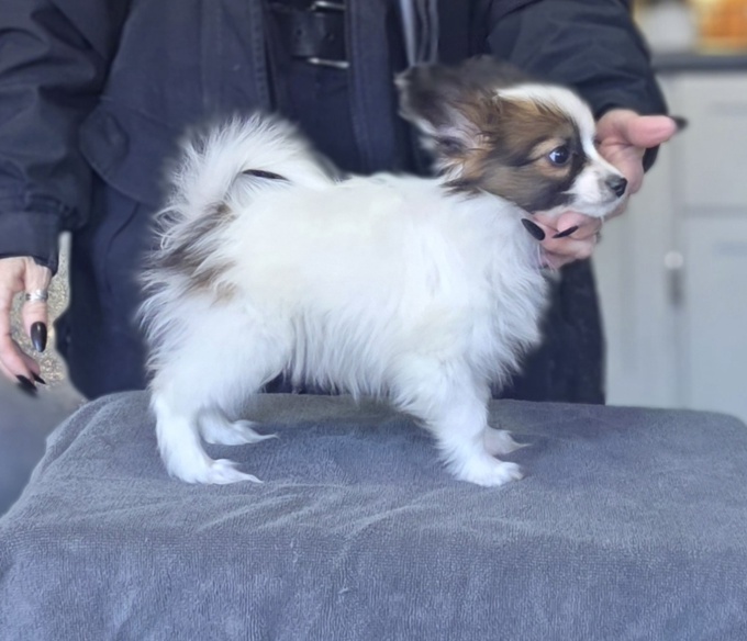 Papillon