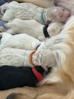 Goldendoodle