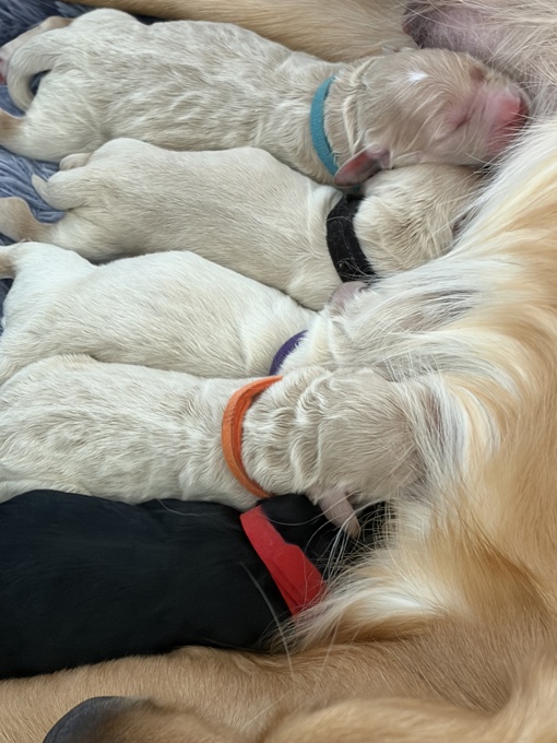 Goldendoodle