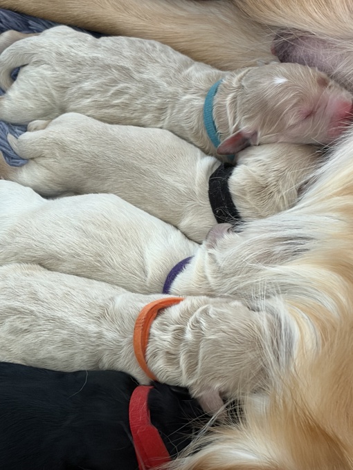 Goldendoodle