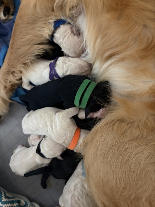 Goldendoodle