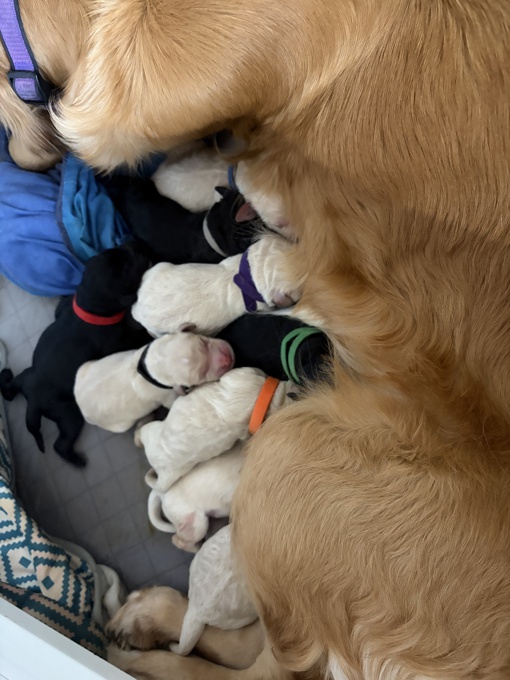 Goldendoodle