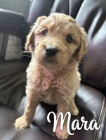 Goldendoodle