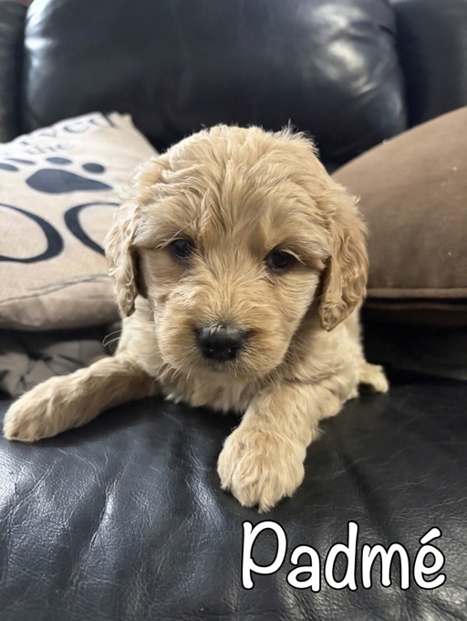 Goldendoodle