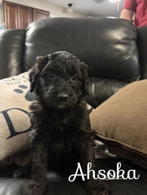Goldendoodle