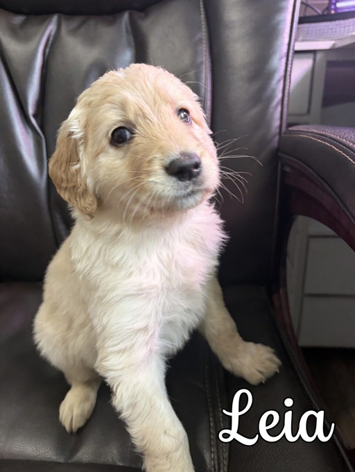 Goldendoodle