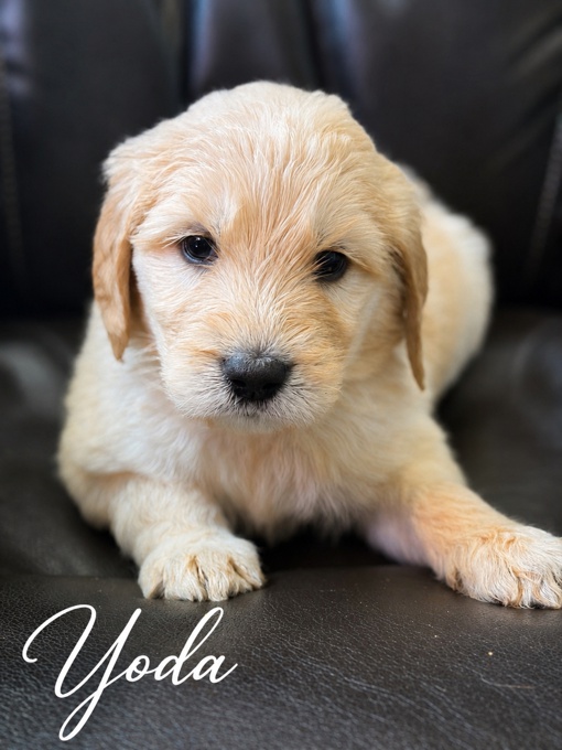 Goldendoodle