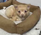 Pomeranian chihuahua