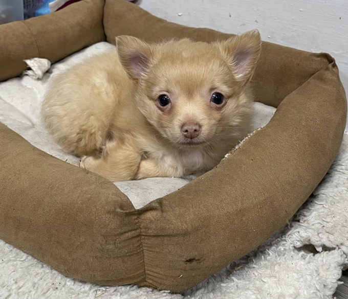 Pomeranian chihuahua