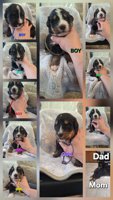 Bernese Mountain Dog and Newfinlander