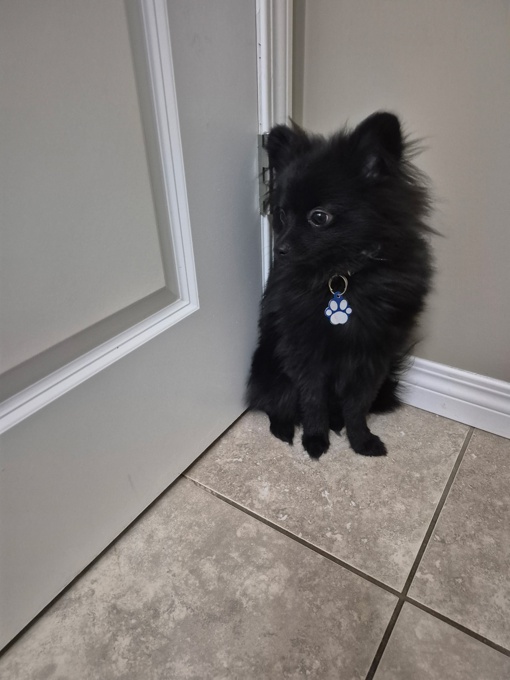 Pomeranian/ Shi-tzu
