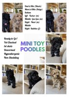 Toy Poodle