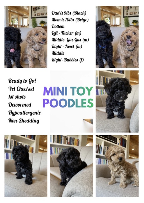 Toy Poodle