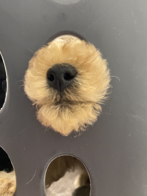 Toy Poodle
