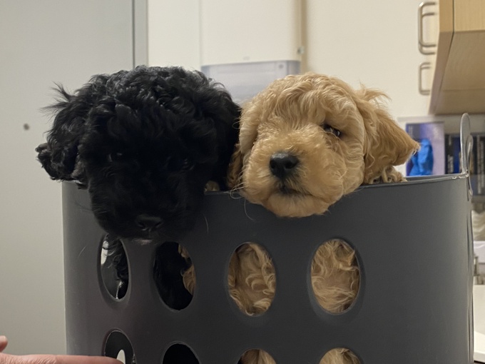 Toy Poodle