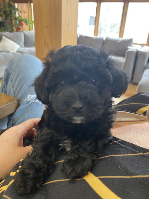 Toy Poodle