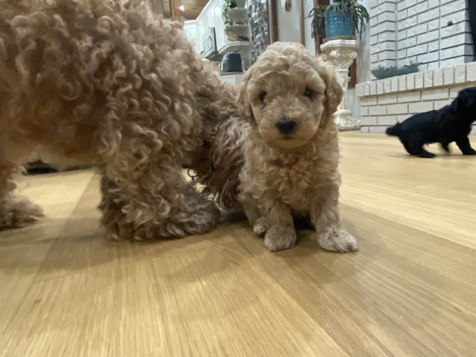Toy Poodle