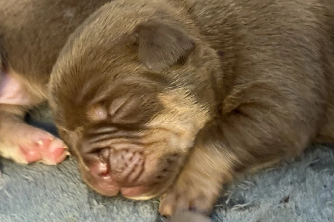 English bulldog