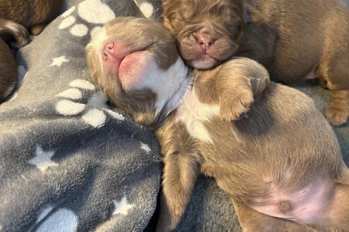 English bulldog