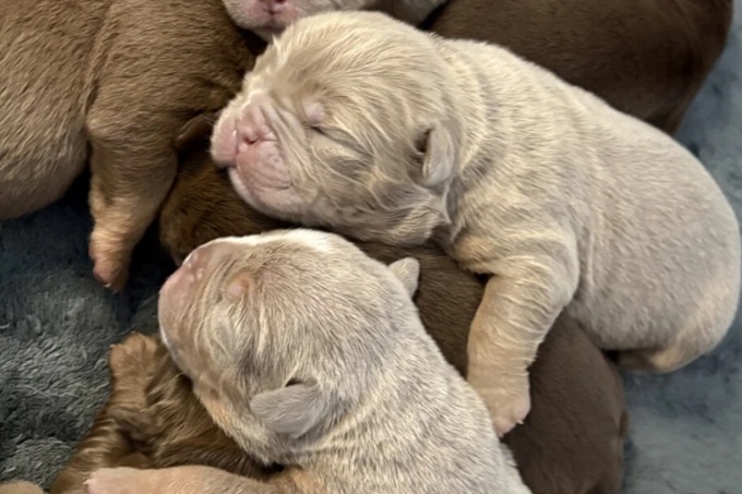 English bulldog
