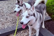 Siberian Husky