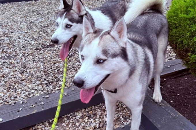 Siberian Husky