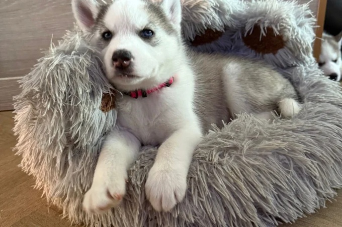 Siberian Husky