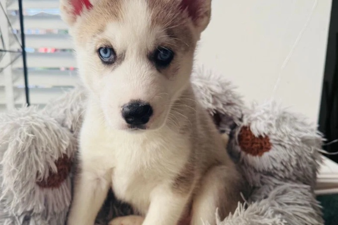 Siberian Husky
