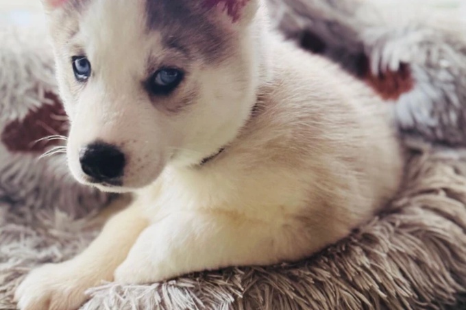 Siberian Husky