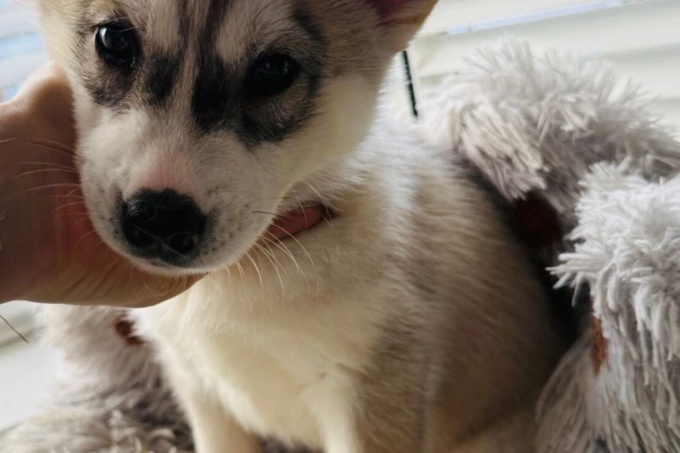 Siberian Husky