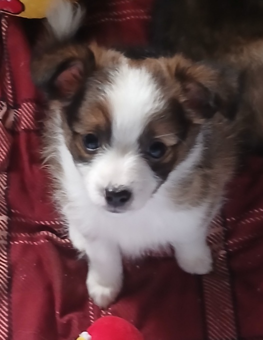 Pomeranian & Chihuahua "SEASONED"