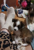Chihuahua & Pomeranian "SEASONED" 