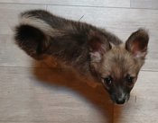 Chihuahua & Pomeranian "SEASONED" 