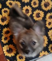 Chihuahua & Pomeranian "SEASONED" 