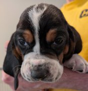 Basset hound