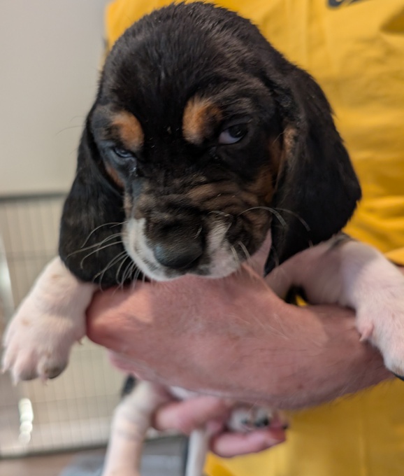 Basset hound