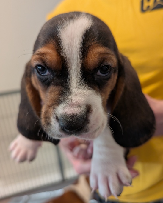 Basset hound