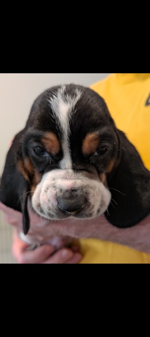 Basset hound