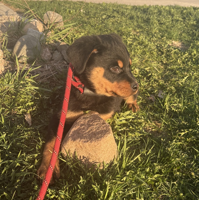 ROTTWEILER