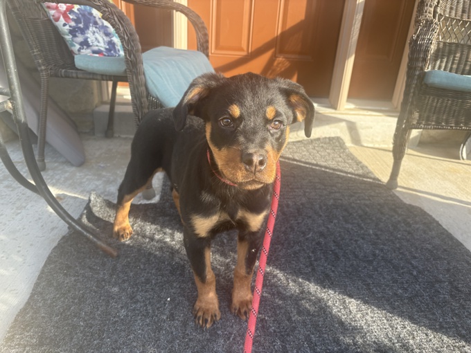 ROTTWEILER