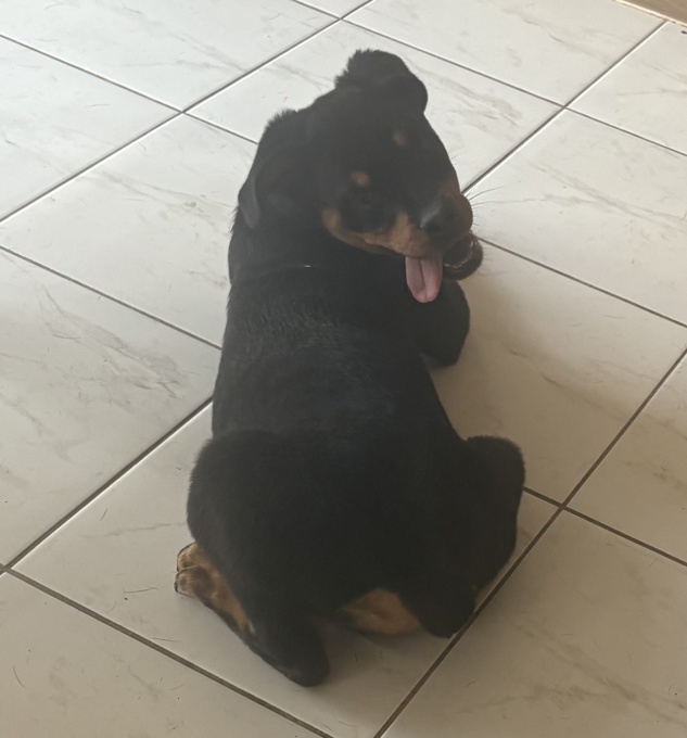 ROTTWEILER