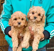 Cavoodle