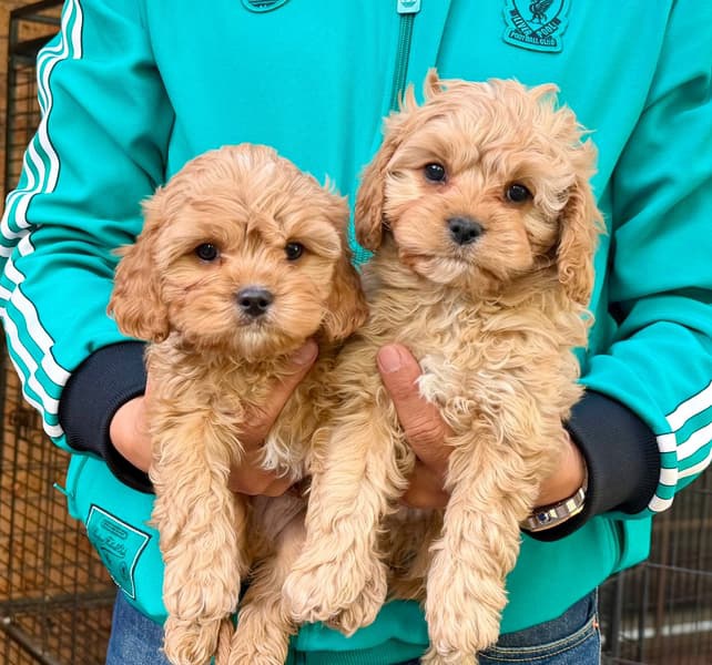 Cavoodle