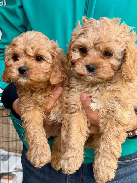 Cavoodle