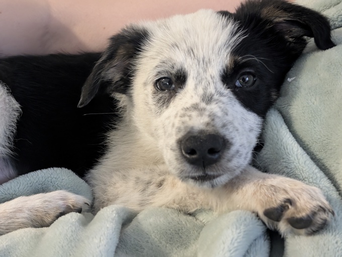 Border collie