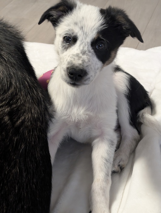 Border collie