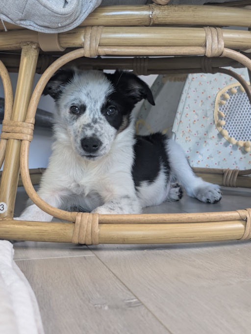 Border collie