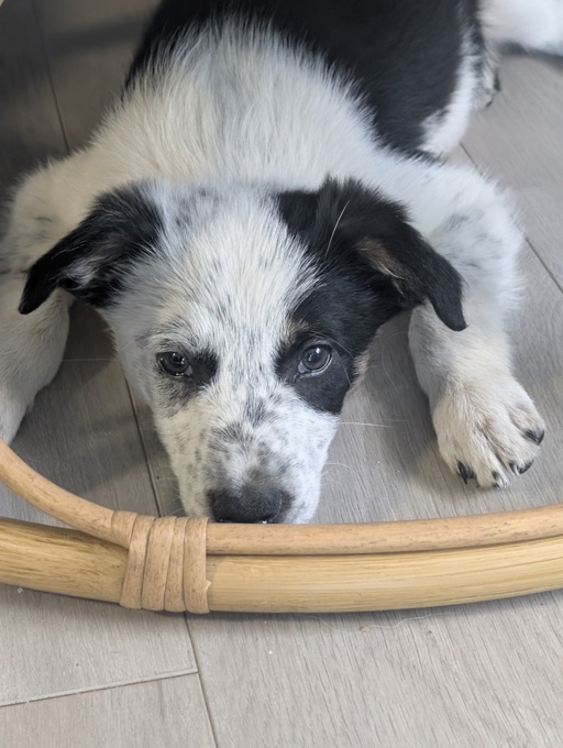 Border collie