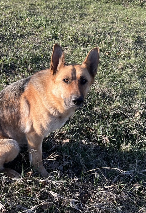 German shepherd