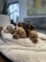 Mini Dachshund